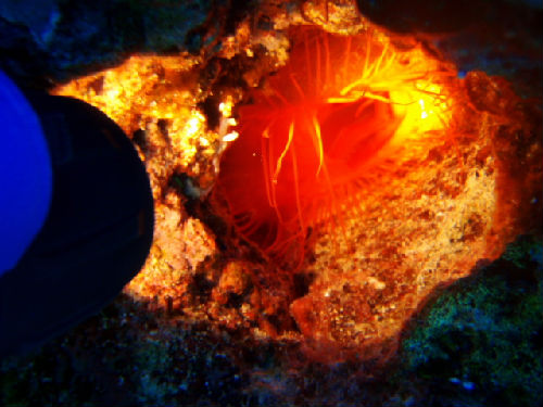 光る赤い貝 ウコンハネガイ