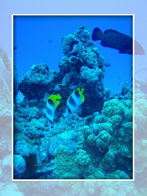 オブジャンビーチ