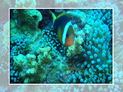 オブジャンビーチ