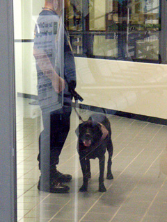 尻尾ボイボイボイボイボイ振りすぎで千切れそうな勢いの麻薬犬♪