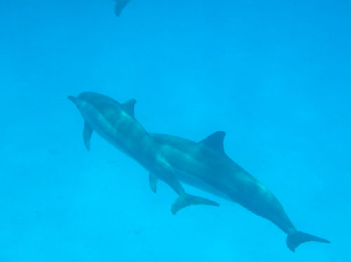 ドルフィンの群れ