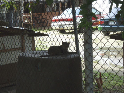 犬小屋の横の猫