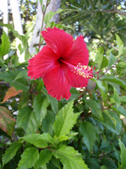 ハイビスカス