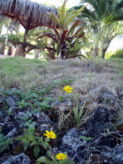 小さくタンポポ !?