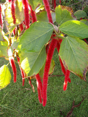 赤い猫じゃらし♪