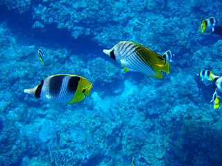 コーラルガーデンのスダレチョウチョウウオ