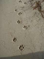 ワンちゃんの足跡