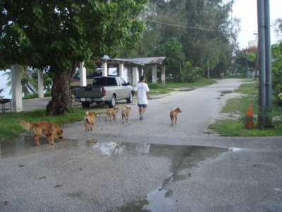 ワンちゃんに人気のおじさん
