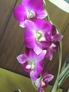 いけばな (3).JPG