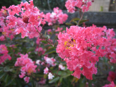 IMG_2886_s.jpg