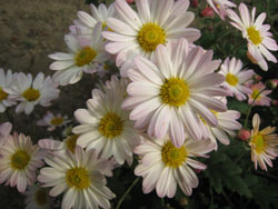 IMG_3753_s.jpg