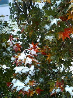 2009.11.03初雪