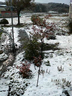 2009.11.03初雪
