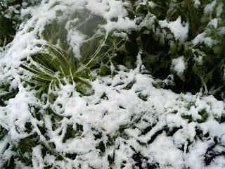 初雪。水菜