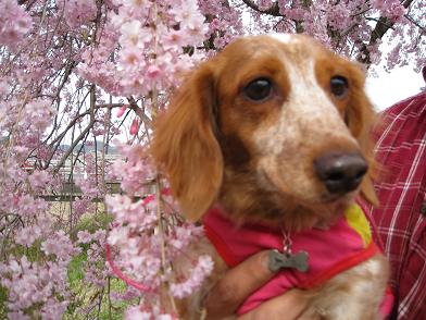 桜よりウマウマがいいのになぁ・・・