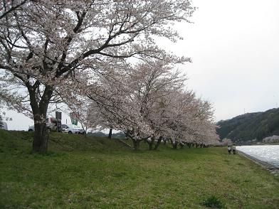 桜並木