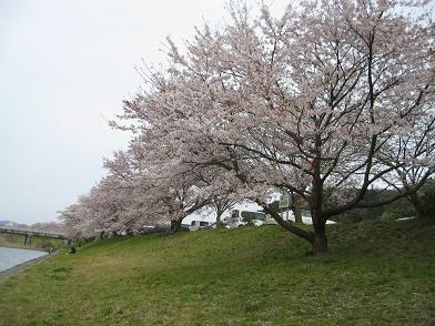 桜並木２