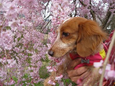 枝垂桜と笑花