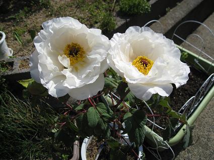 島根白雁　　開花