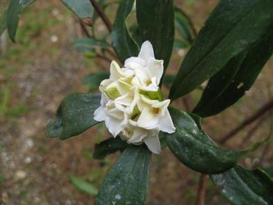 沈丁花（白花）