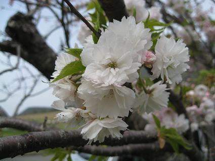 八重桜３