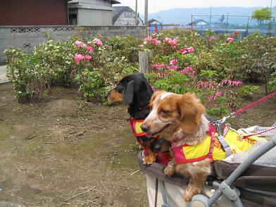 花じゃなくておいしいものないかなぁ？？