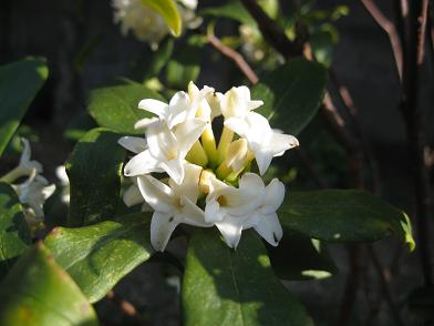 ただいま満開の沈丁花（白）