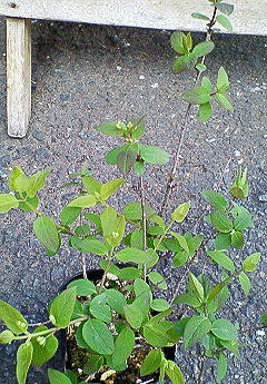 201004081648000.jpg