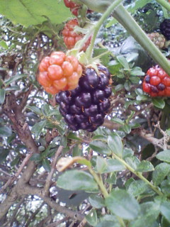 ブラックベリー