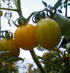 ミニトマト　黄