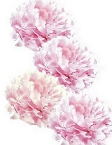 芍薬たち-1.JPG