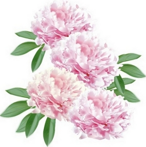 芍薬たち-2.JPG