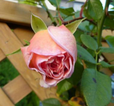 アブラハムダービー