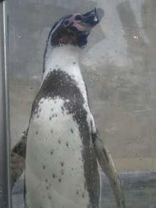 ペンギン4.jpg