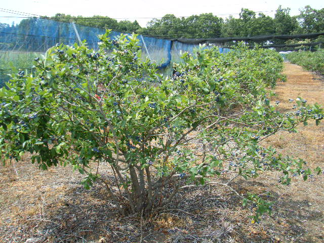 DSCF2240.JPG
