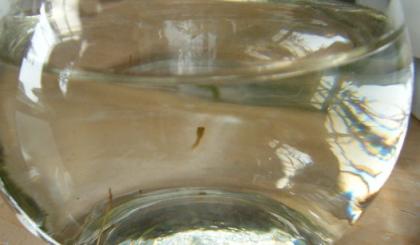 DSCF2396.JPG