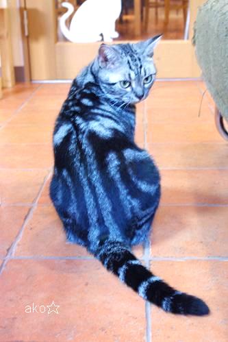 見返りにゃんこ♪