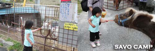 ポニーに餌やり2