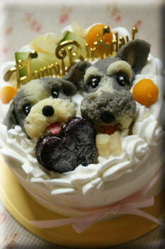 ミニチュア シュナウザー アロハちゃんのお誕生日おめでとう Atelier Waf わんちゃんのケーキ屋さん