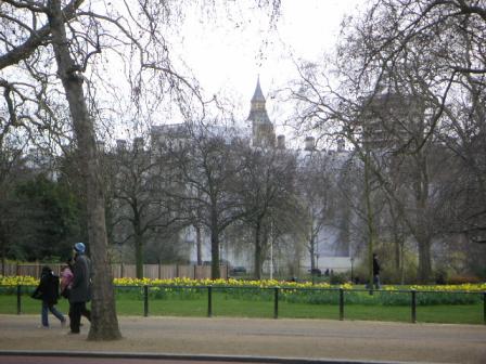 The Mall　より。Big Benが見えます。水仙がきれいです。