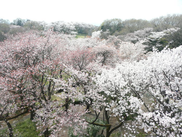 1004mizuho-sakura01.jpg