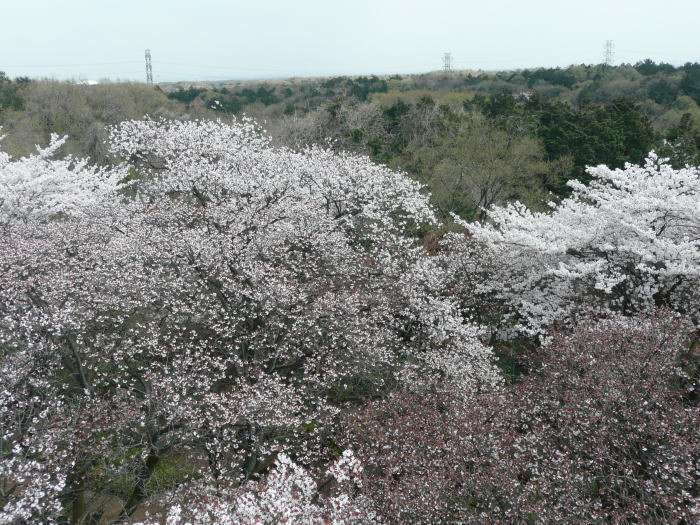 1004mizuho-sakura02.jpg