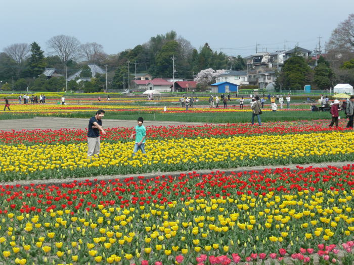 1004hamura-tulip02.jpg