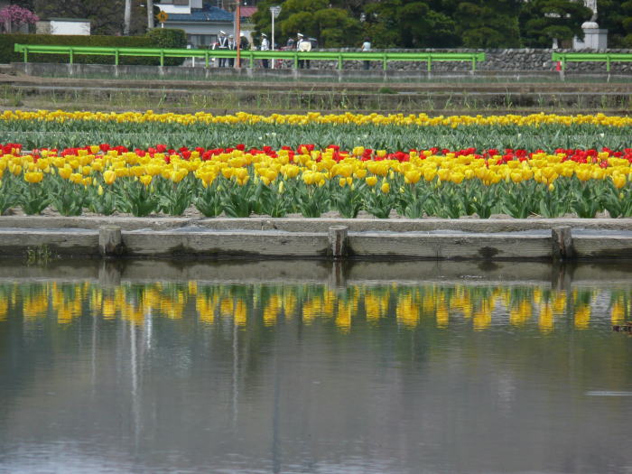 1004hamura-tulip06.jpg