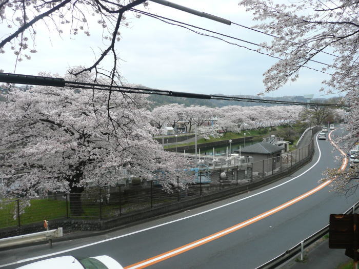 1004hamuraseki-sakura01.jpg