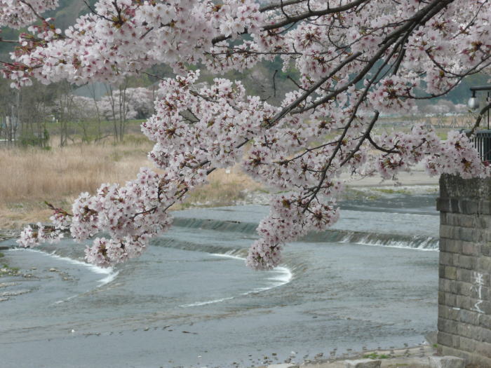 1004hamuraseki-sakura02.jpg