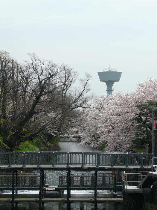 1004hamuraseki-sakura04.jpg