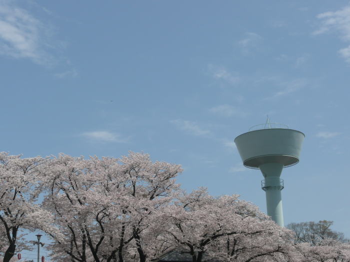 1004hamuraseki-sakura05.jpg