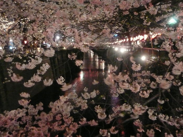 2010nakamegurosakura01.jpg