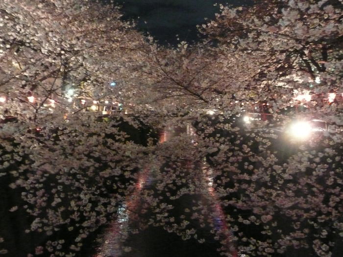 2010nakamegurosakura02.jpg